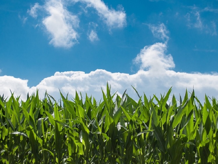 UE: siewy kukurydzy - zaawansowanie